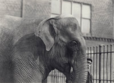 Asian elephant with keeper, London Zoo, 1914 by Frederick William Bond